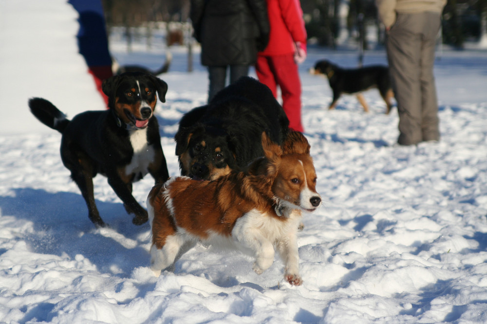 Kooikerhondje Yoda beim toben