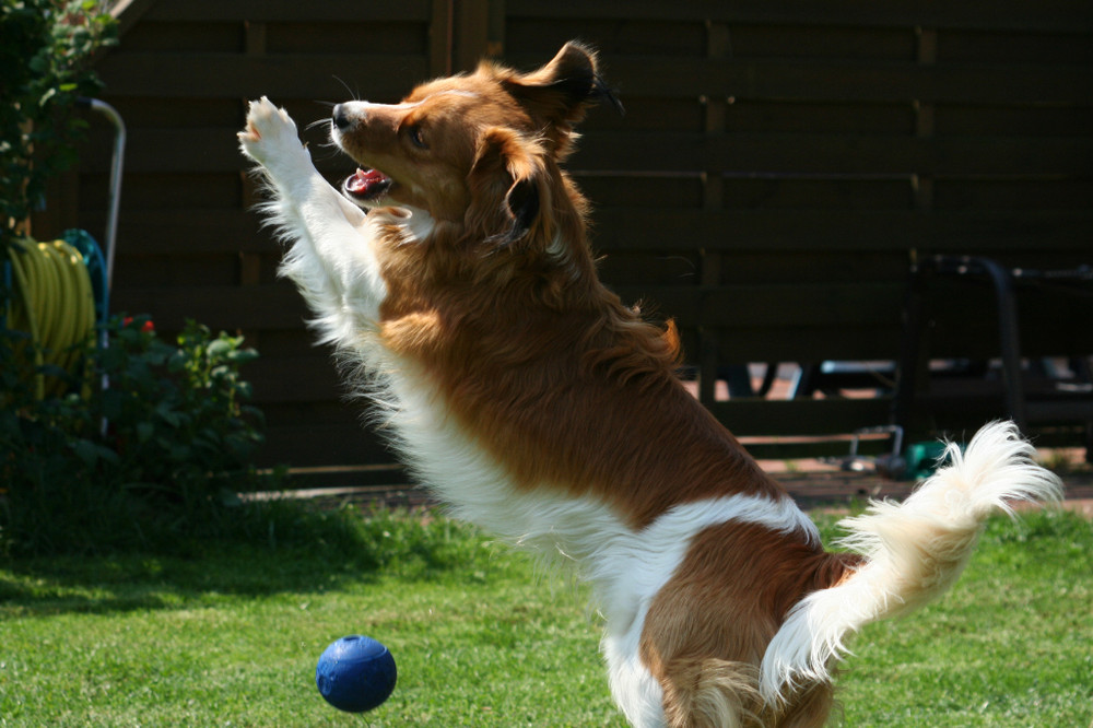 Kooikerhondje Yoda: für Ballspiele immer zu haben.