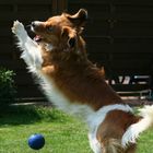 Kooikerhondje Yoda: für Ballspiele immer zu haben.