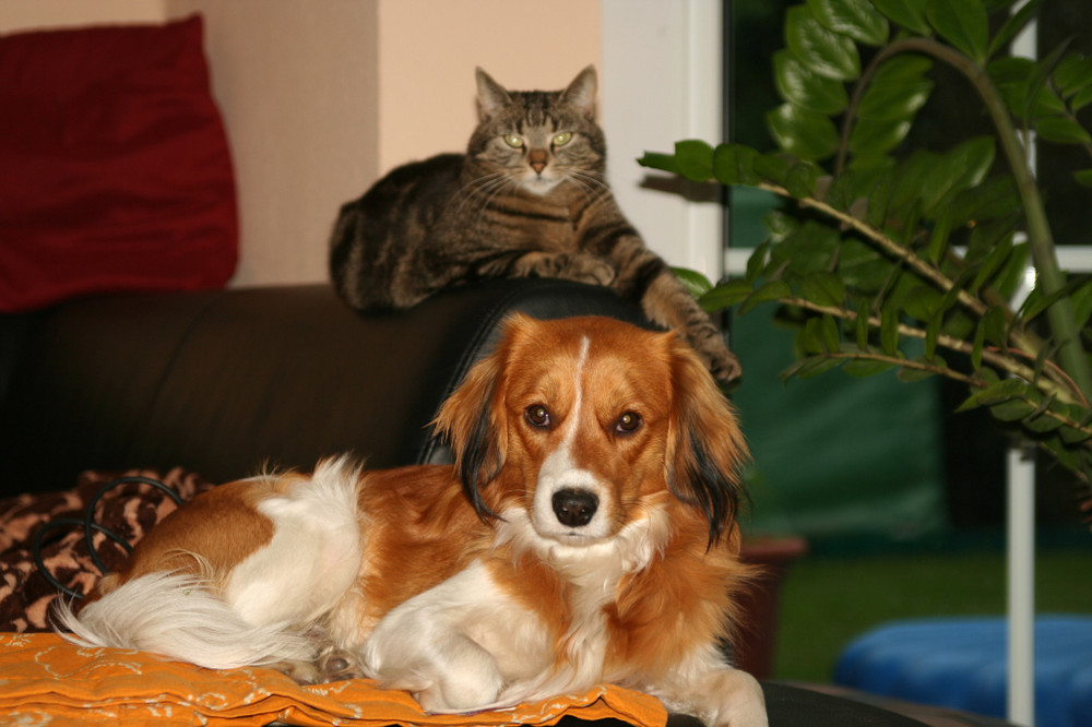 Kooikerhondje Yoda & Hauskatze Tascha