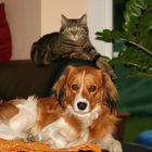 Kooikerhondje Yoda & Hauskatze Tascha