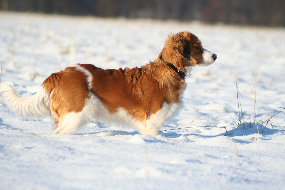 Kooikerhondje Yoda "kleiner stolzer Kooiker"