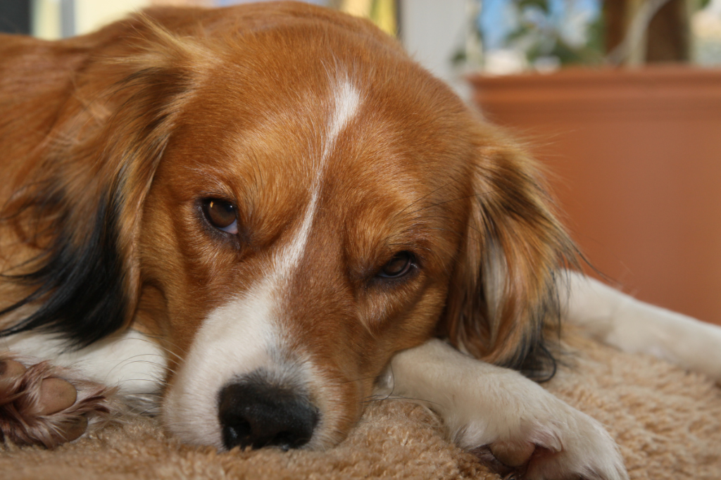 Kooikerhondje Yoda ...laß mich doch endlich schlafen....