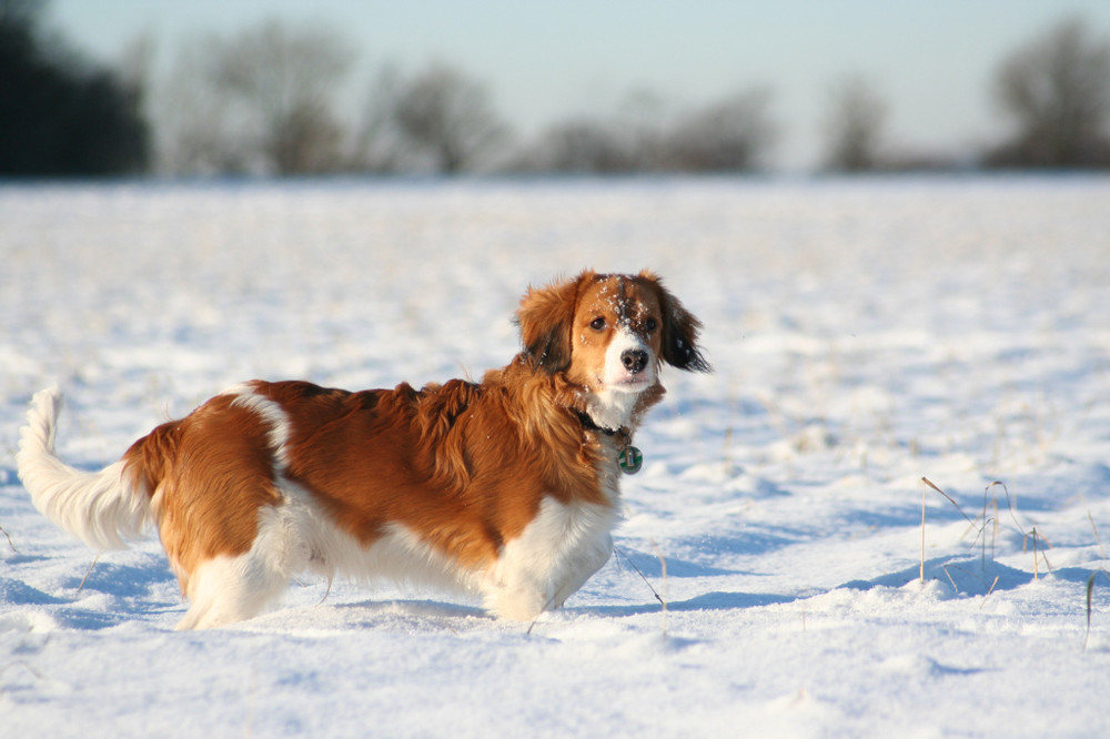 Kooikerhondje Yoda ...UPS SOOO VIEL SCHNEE