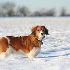 Kooikerhondje Yoda ...UPS SOOO VIEL SCHNEE