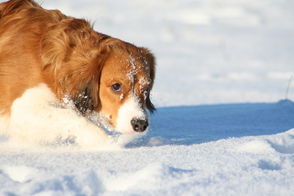 Kooikerhondje Yoda...auch im Schnee immer auf Spurensuche :-)