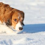 Kooikerhondje Yoda...auch im Schnee immer auf Spurensuche :-)