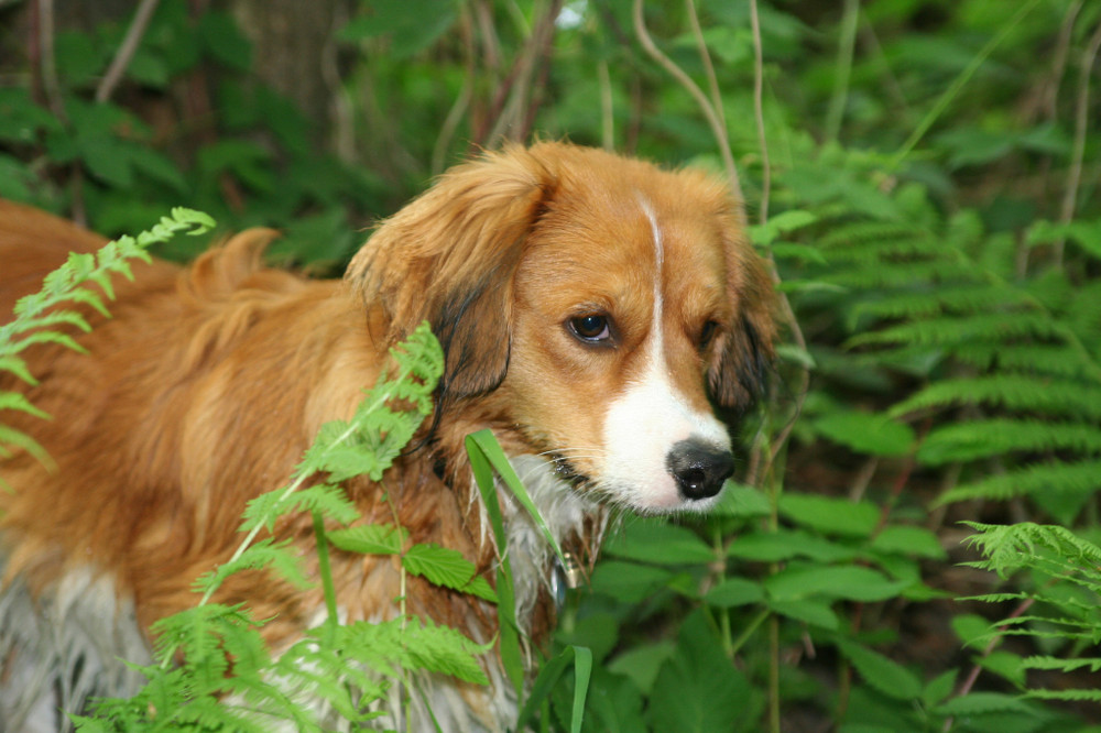 Kooikerhondje Yoda...auf der suche nach neuen Abenteuern :-)