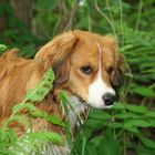 Kooikerhondje Yoda...auf der suche nach neuen Abenteuern :-)