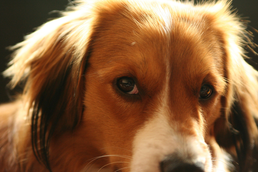 Kooikerhondje Yoda....ein Blick zum verlieben