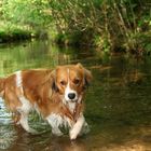 Kooikerhondje Yoda...fühlt sich auch in so manchem Bach wohl .:-)