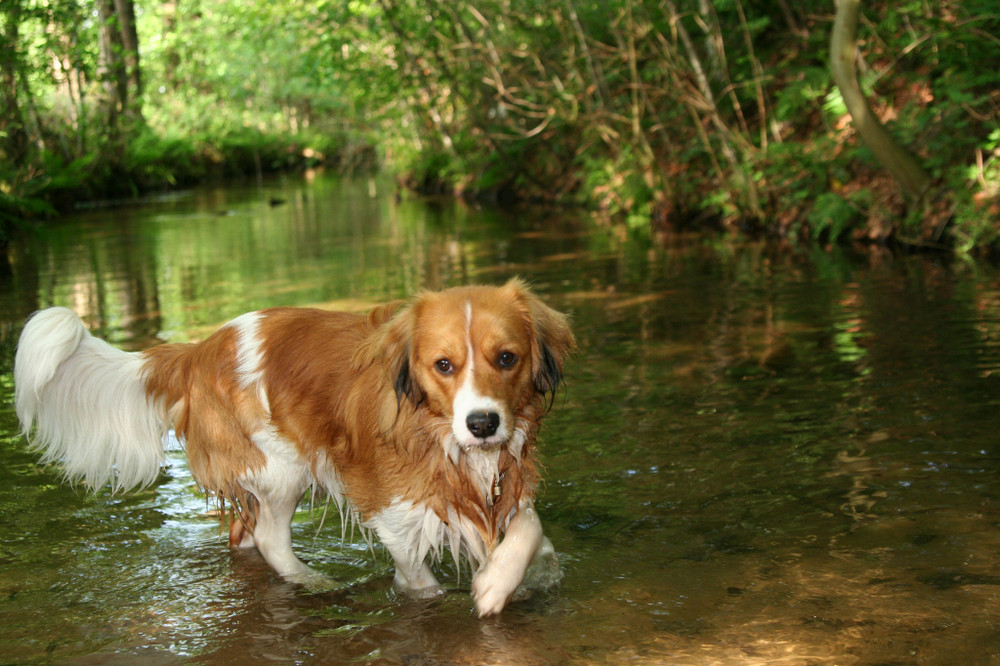 Kooikerhondje Yoda...fühlt sich auch in so manchem Bach wohl .:-)