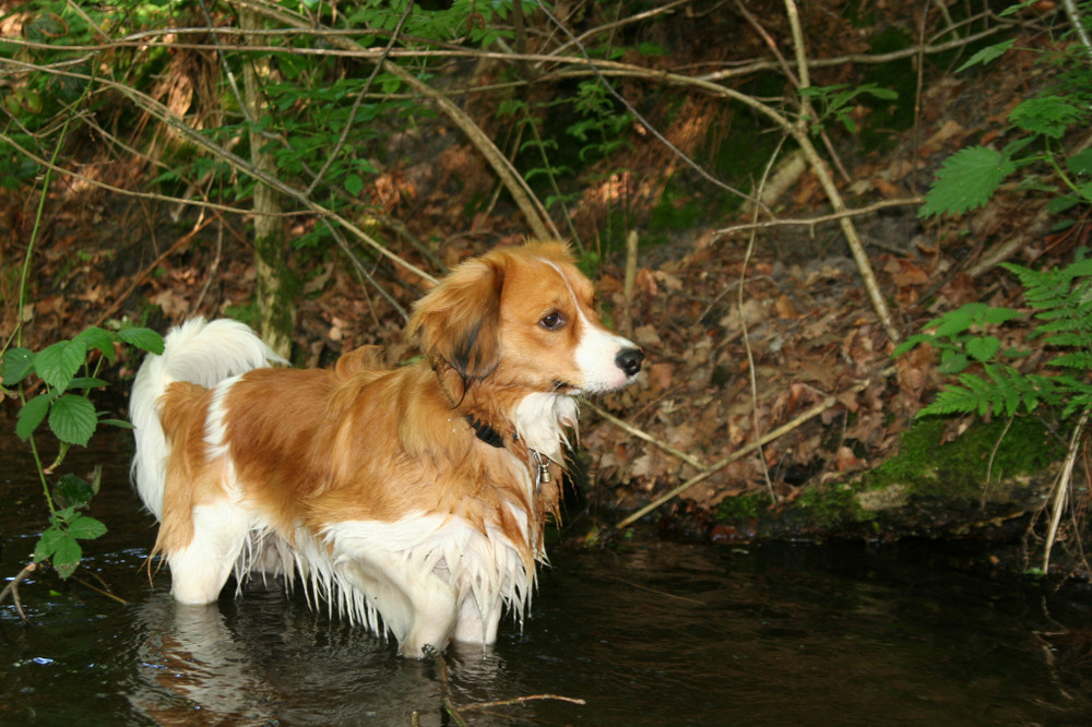 Kooikerhondje Yoda....ups, da war doch was.