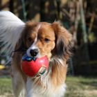 Kooikerhondje Yoda....Wo bitte gehts nach Afrika zur Fußball WM ??