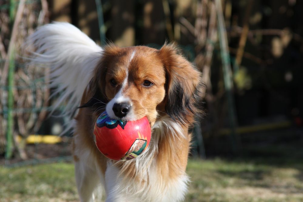 Kooikerhondje Yoda....Wo bitte gehts nach Afrika zur Fußball WM ??