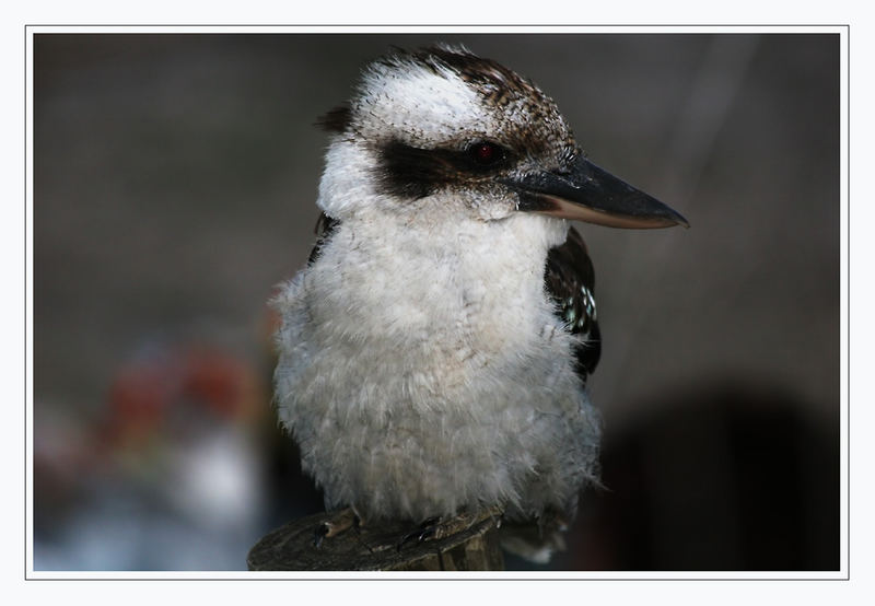 Kookaboora (Dacelo novaeguinea)