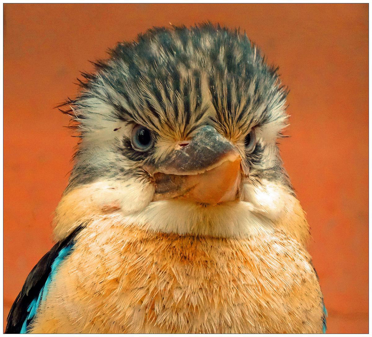 Kookaborra