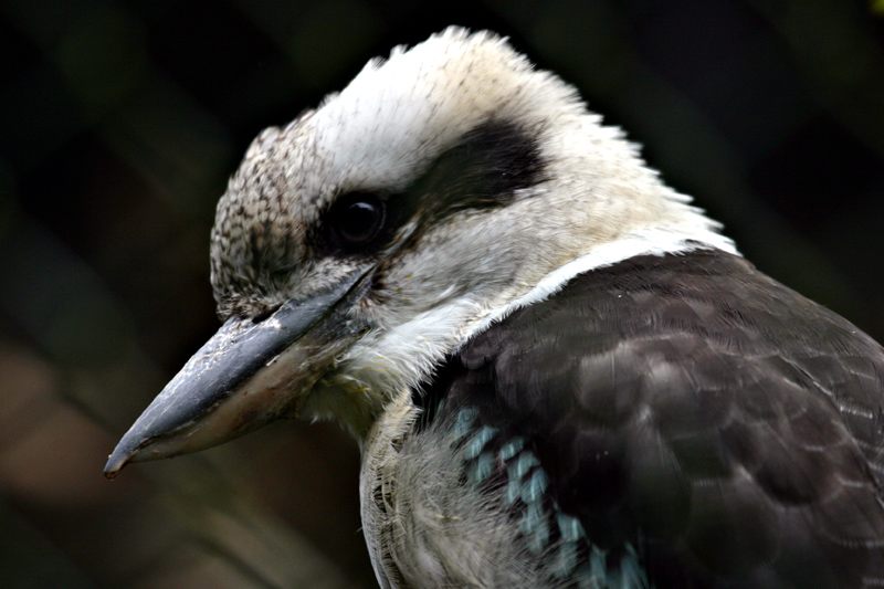 kookabura