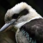 kookabura