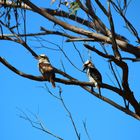 Kookaburra