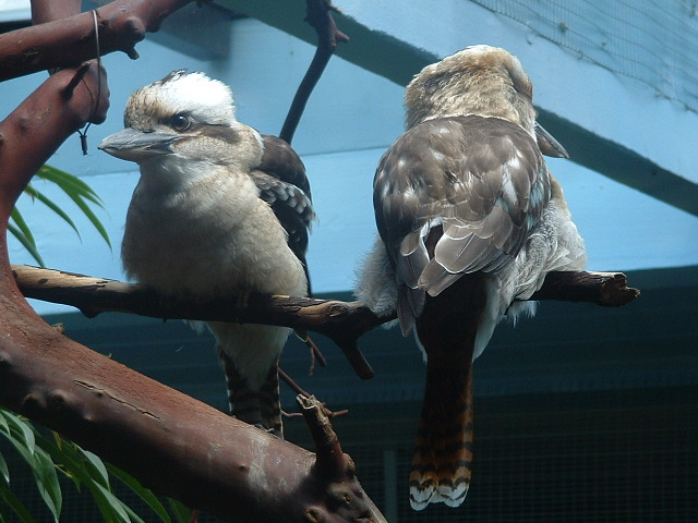 Kookaburra