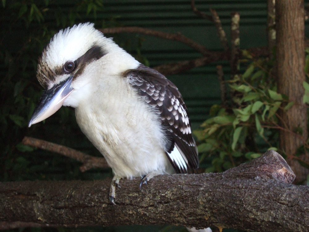 Kookaburra