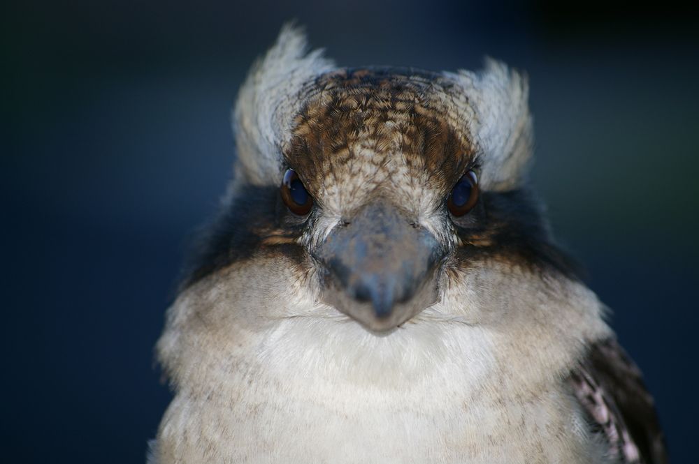 Kookaburra von Sandy Scharl 