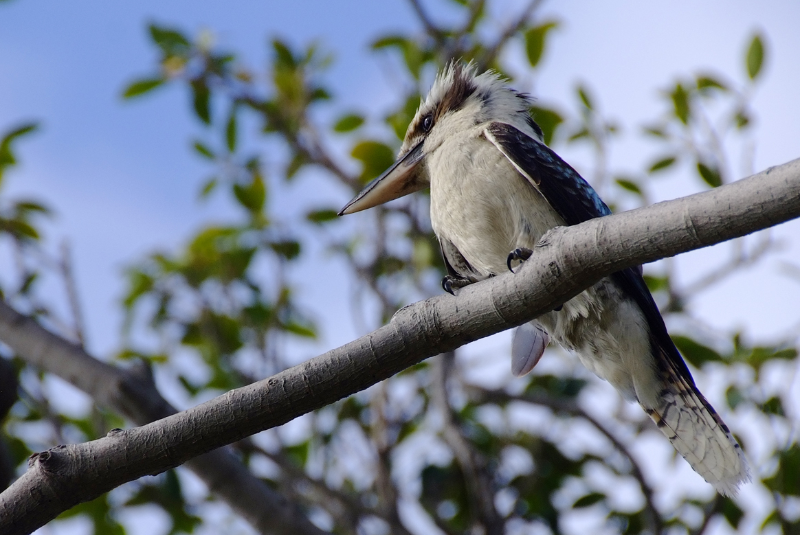 Kookaburra