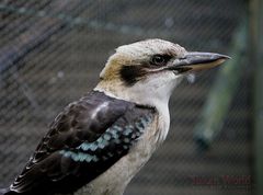 Kookaburra