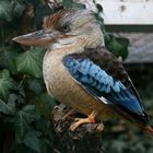 Kookaburra