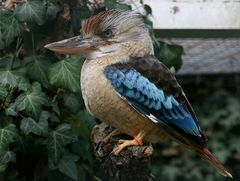 Kookaburra