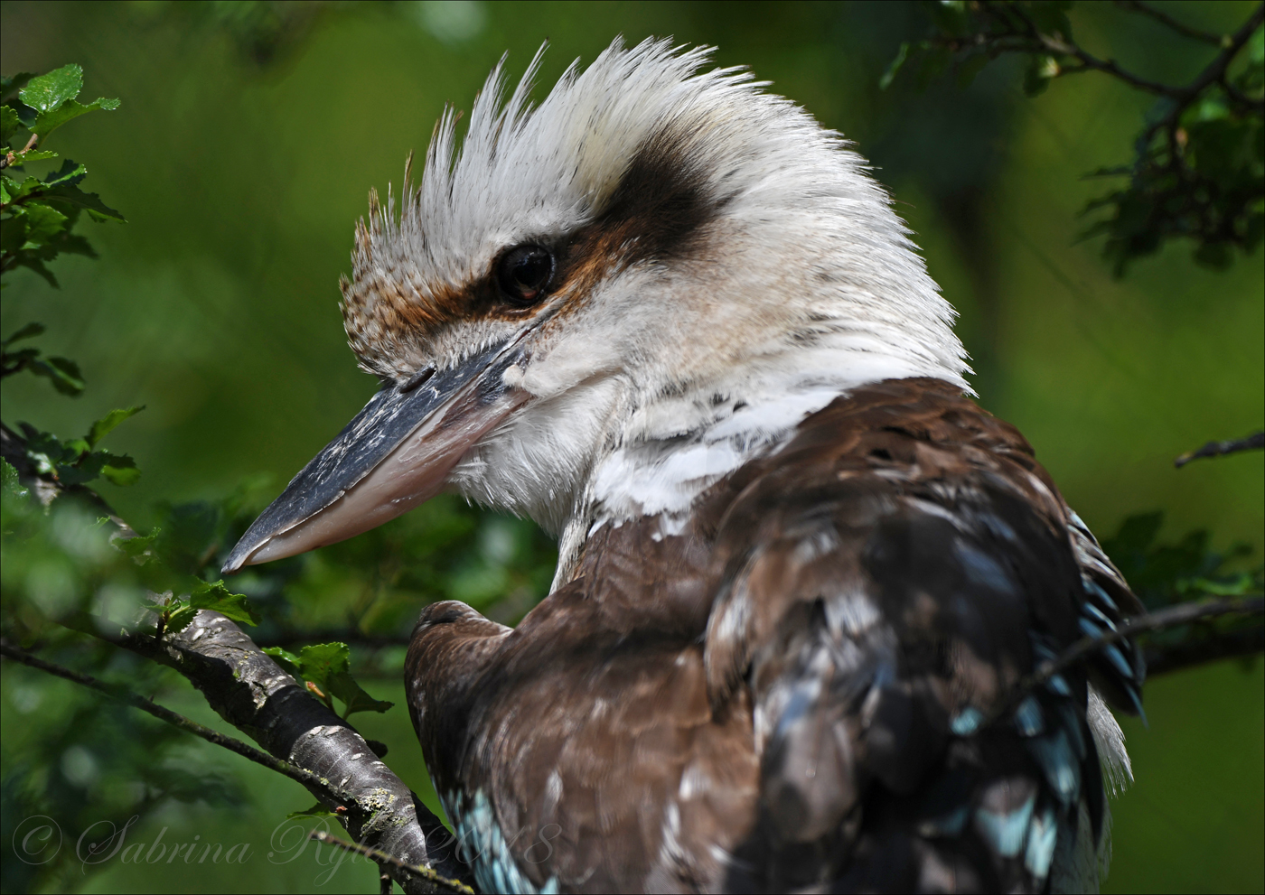 Kookaburra