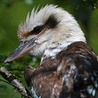 Kookaburra