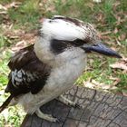 KOOKABURRA