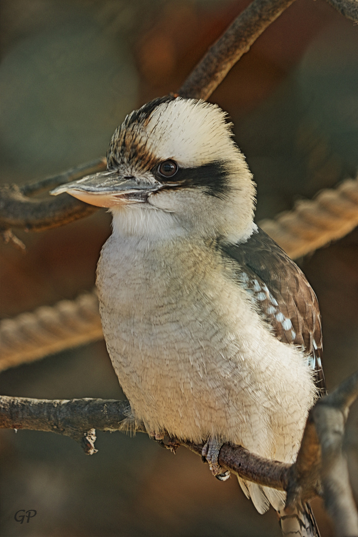 Kookaburra