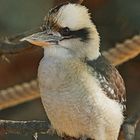 Kookaburra