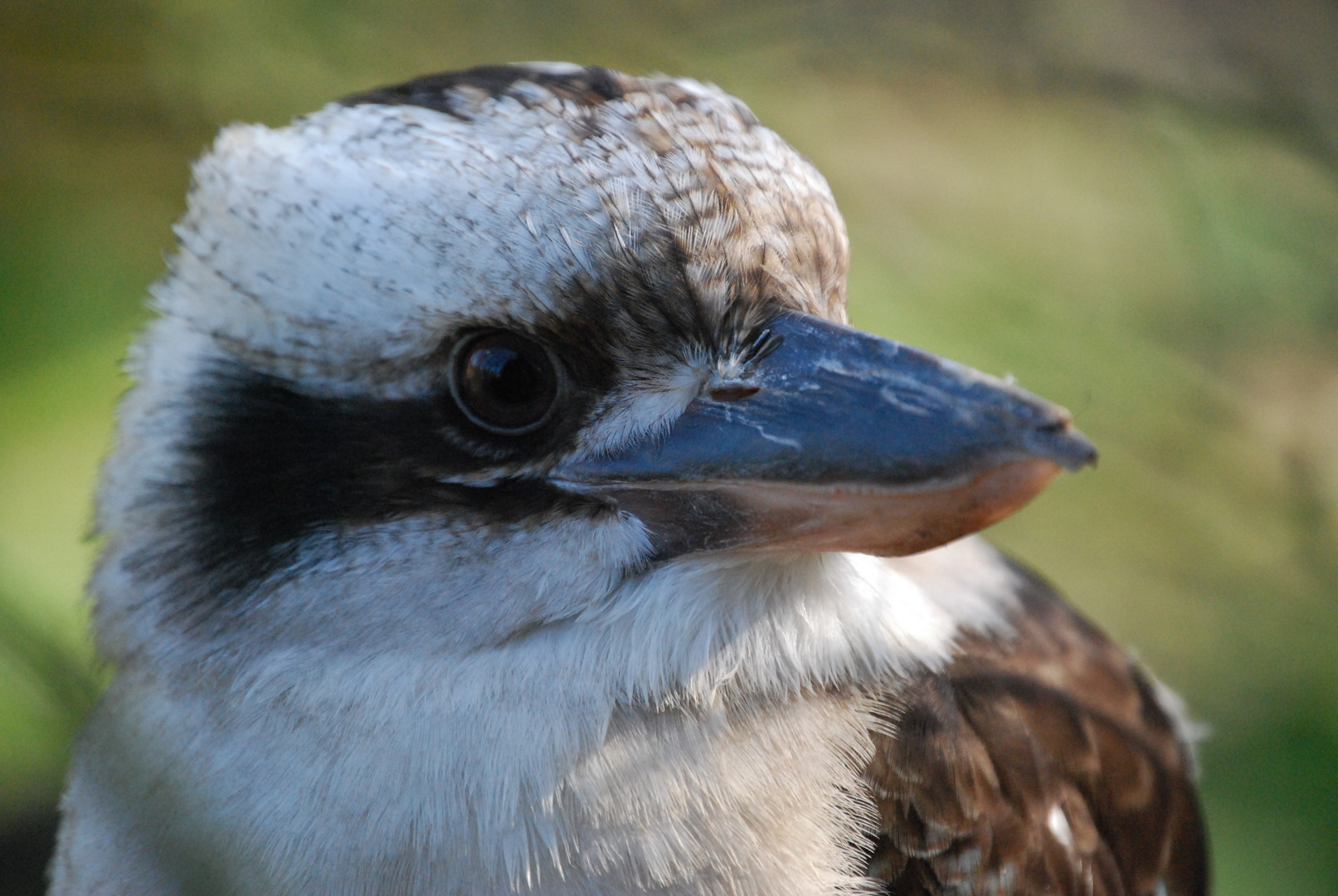 Kookaburra