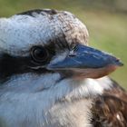 Kookaburra