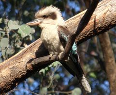 Kookaburra