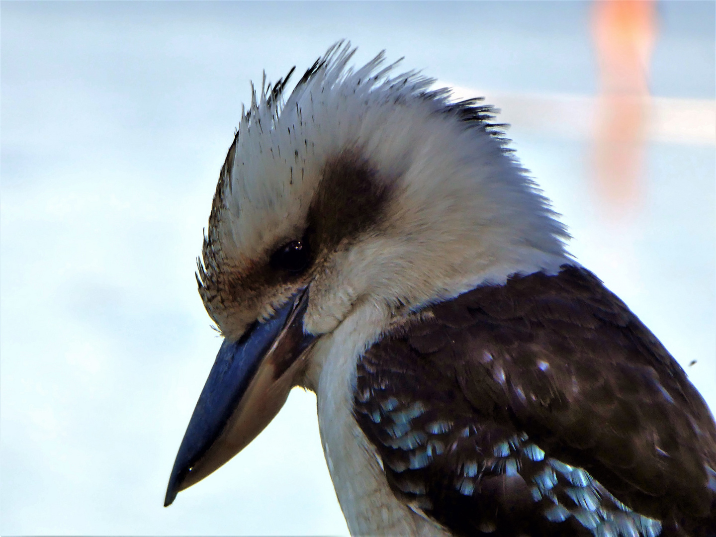 Kookaburra