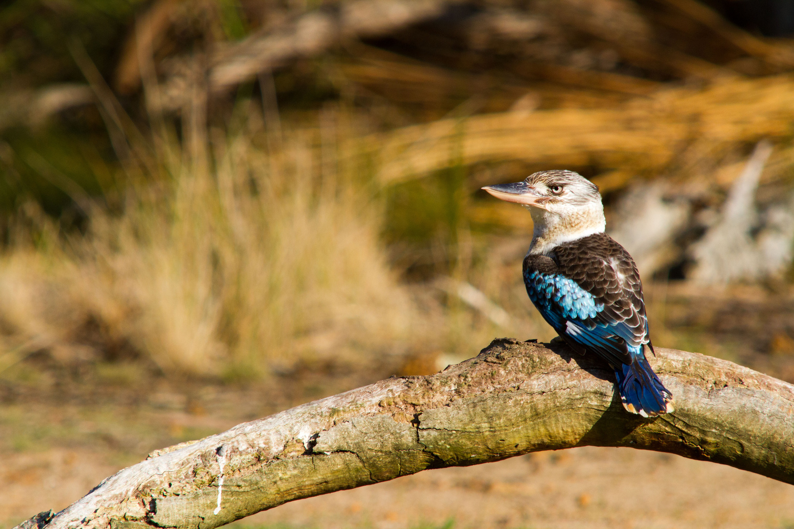 Kookaburra