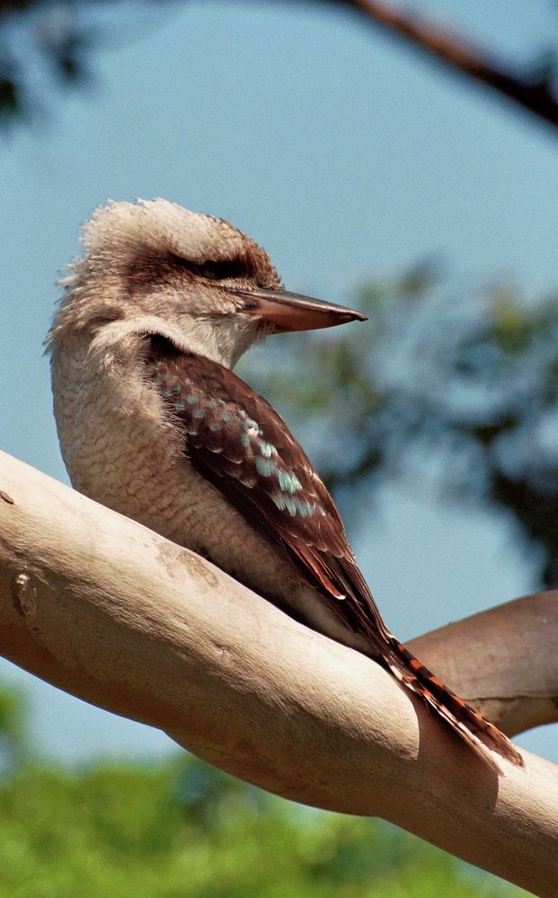 Kookaburra