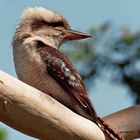 Kookaburra