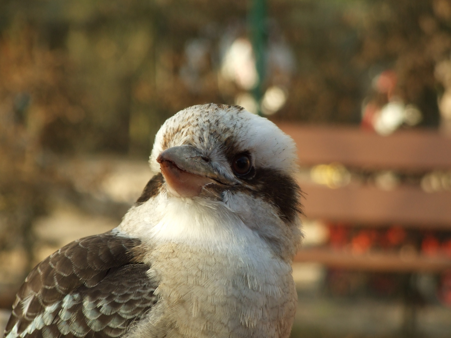 Kookaburra