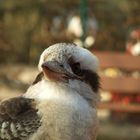 Kookaburra