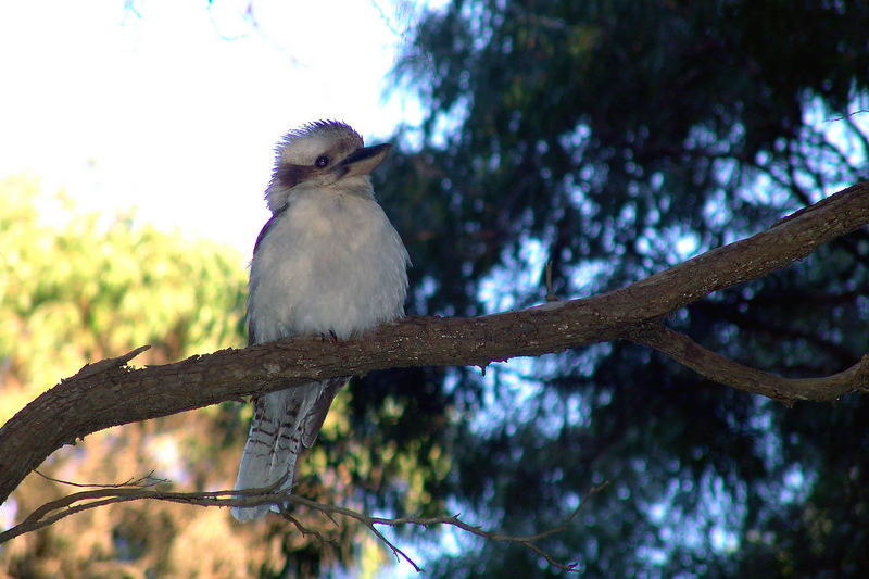 Kookaburra