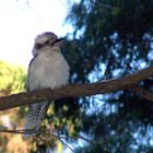 Kookaburra