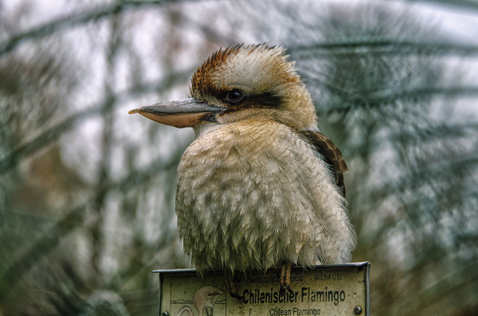 Kookaburra Foto & Bild | tiere, zoo, wildpark & falknerei, vögel Bilder ...