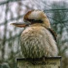 Kookaburra