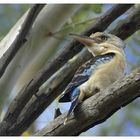 Kookaburra